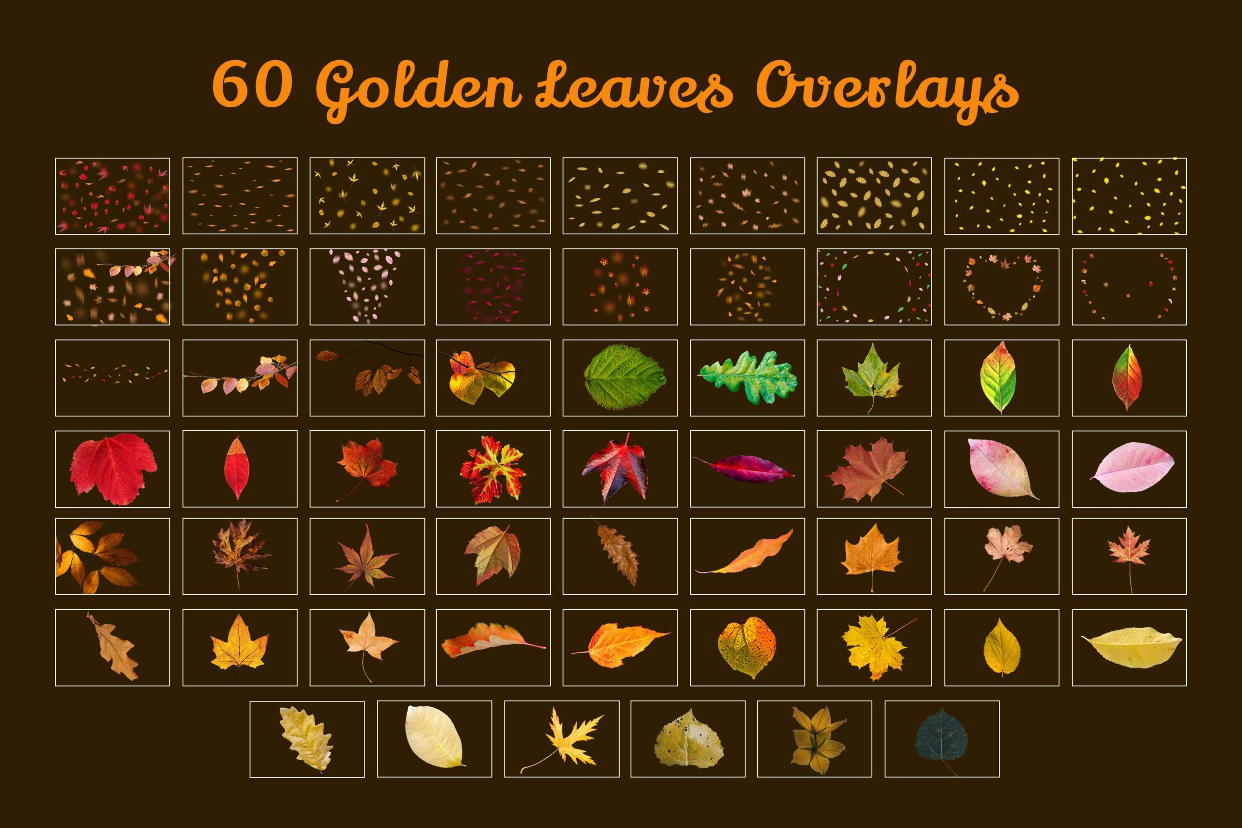Create stunning autumn compositions with 60 Golden Leaves Overlays. High-res PNGs featuring realistic branches, rich fall foliage textures, and falling leaves in various colors.
