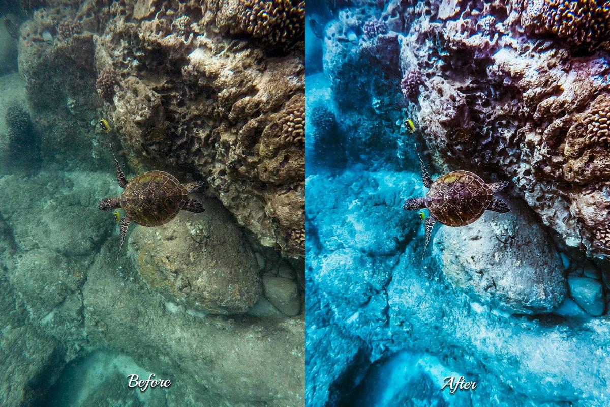 A diver explores a serene underwater world, showcasing the beauty of marine life through expertly edited photos.