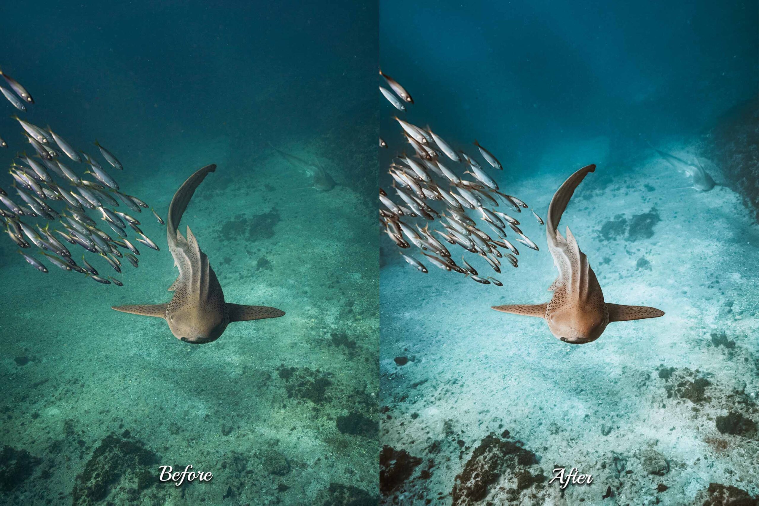 Bright and airy underwater shot of a school of fish, transformed using Photoshop actions to enhance the aesthetic appeal.