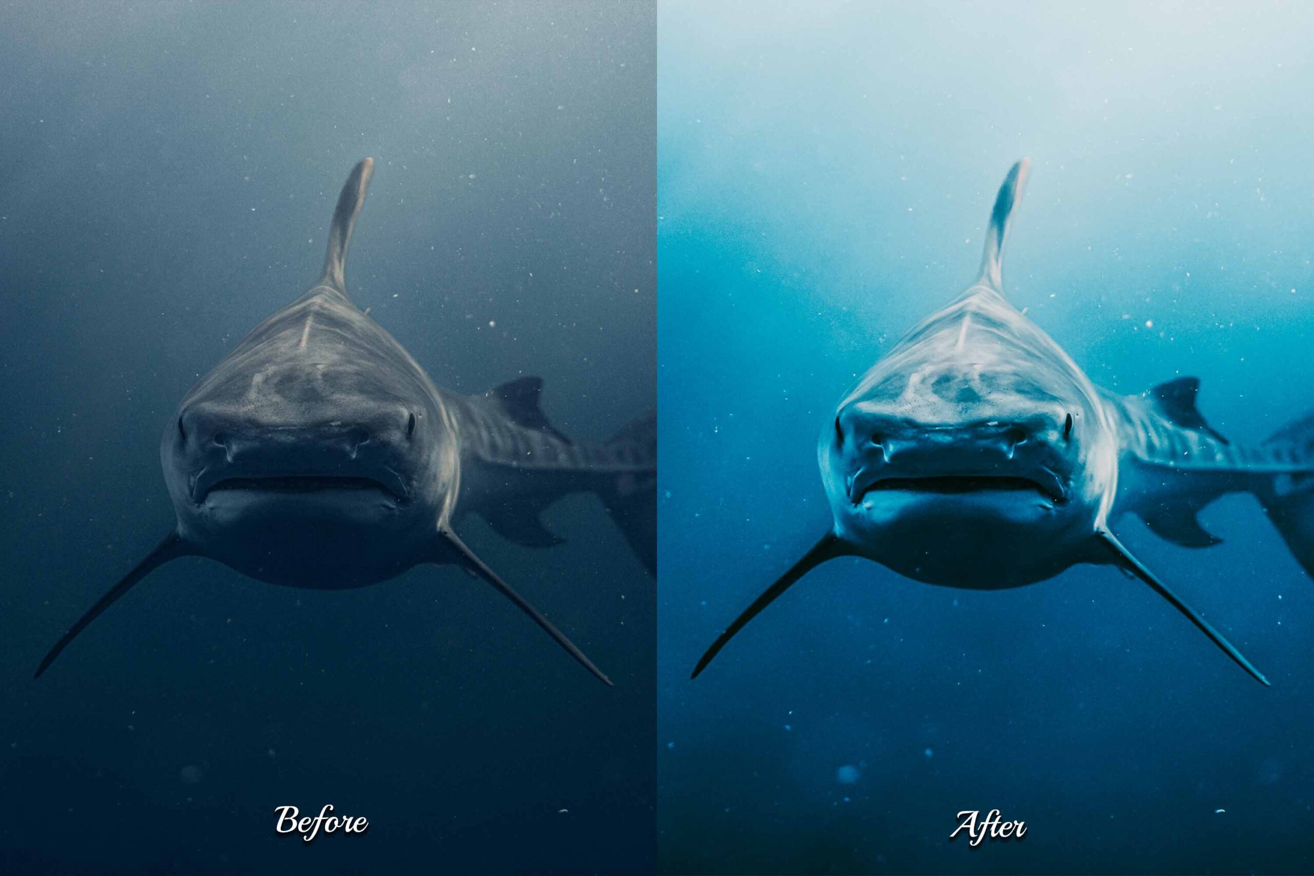 Deep blue ocean photograph of a diver surrounded by marine life, showcasing the potential of Photoshop actions for color enhancement.