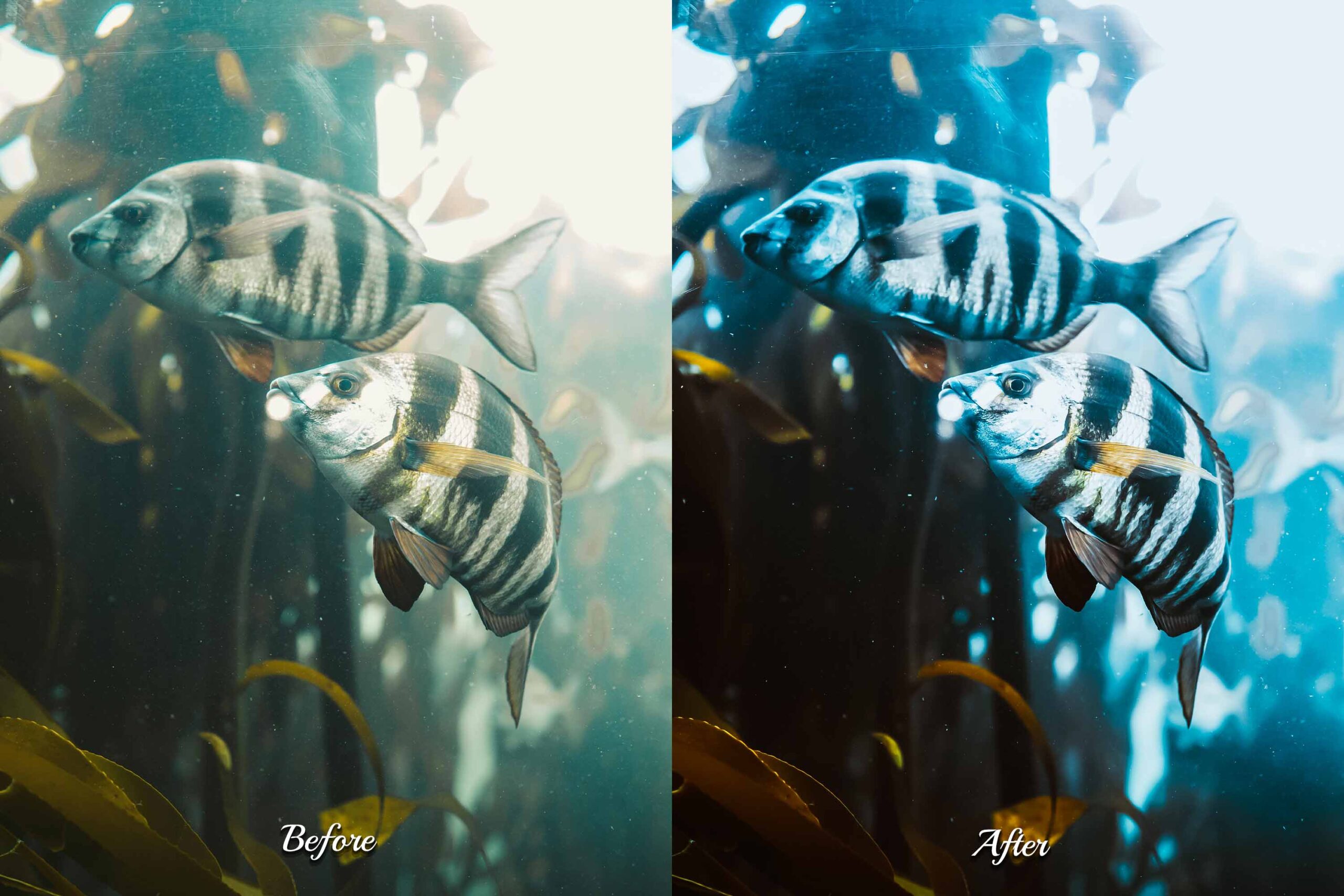 Bloggers showcasing stunning underwater moments, using Photoshop actions to elevate their ocean photography to new heights.