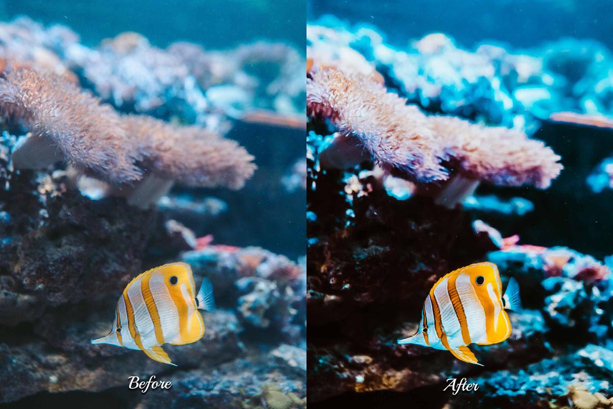 Underwater aesthetics featuring a diver interacting with marine life, enhanced with Lightroom presets for a stunning visual effect.